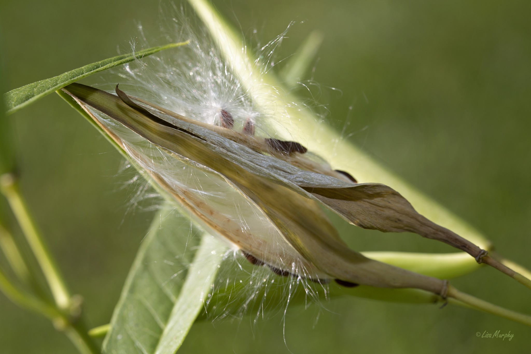 Milkweed Seed pod