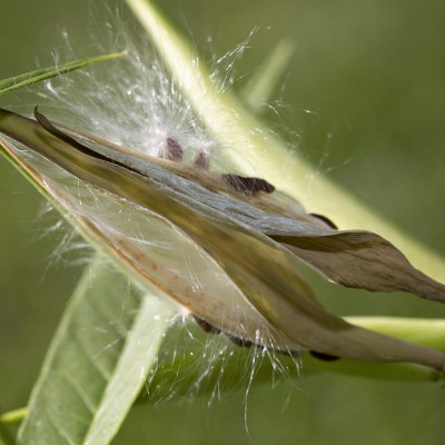 The seed pod of milkweed (Asclepias syriaca)