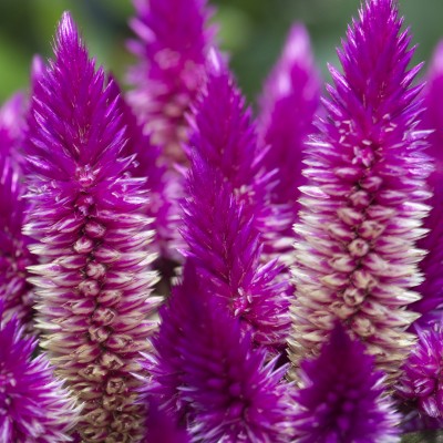 Celosia spicata (aka Wheat Flower)