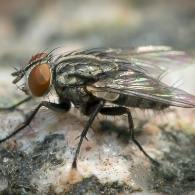 Flesh Fly