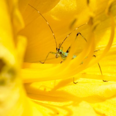 Fork-tailed Bush Katydid nymph in daylily