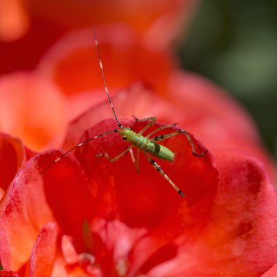 Fork-tailed Bush Katydid nymph