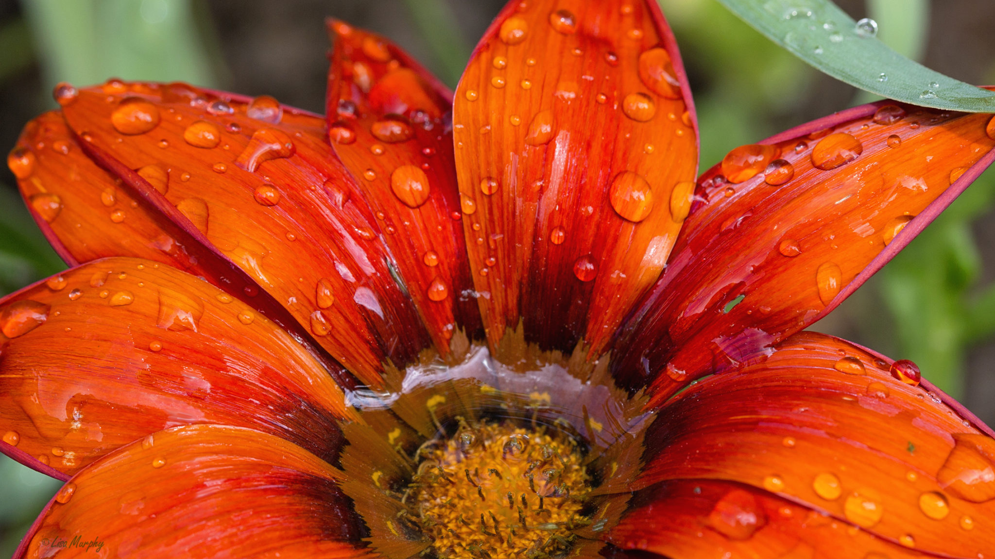 Gazania - annual flower