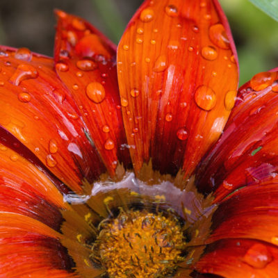 Gazania - annual flower