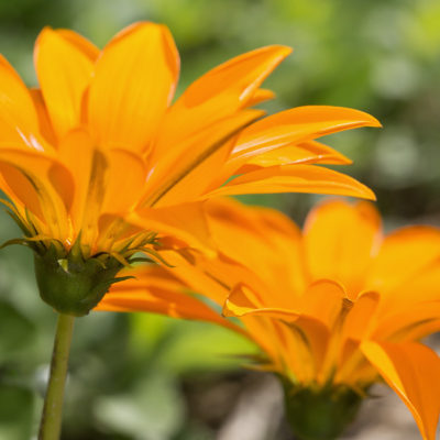 Gazania summer annual