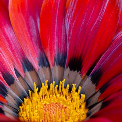 Gazania - annual flower