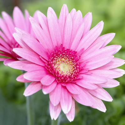 Gerbera daisy flower pink