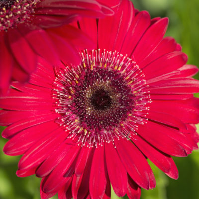 Gerbera daisy flower red