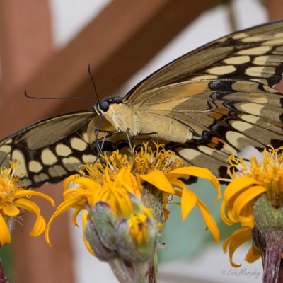 Giant Swallowtail, Papilio cresphontes Cramer