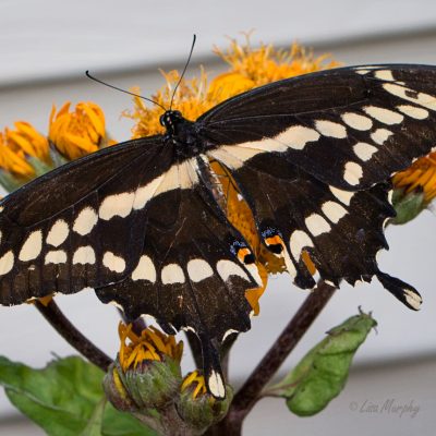 Giant Swallowtail, Papilio cresphontes Cramer