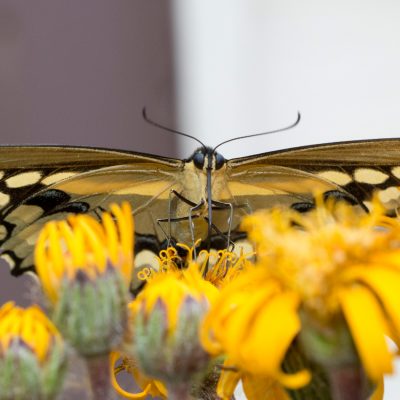 Giant Swallowtail, Papilio cresphontes Cramer