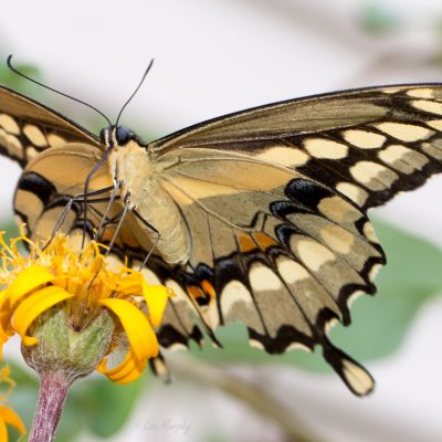 Giant Swallowtail, Papilio cresphontes Cramer