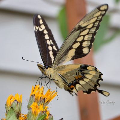 Giant Swallowtail, Papilio cresphontes Cramer