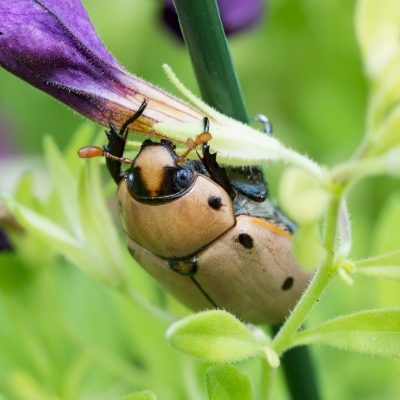 Grapevine Beetle, Spotted June Beetle, Spotted Pelidnota (Pelidnota punctata)