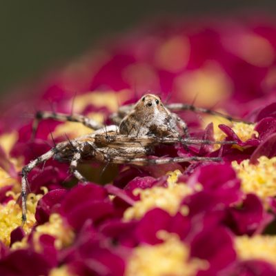 Grass Spider (Funnel Weaver)