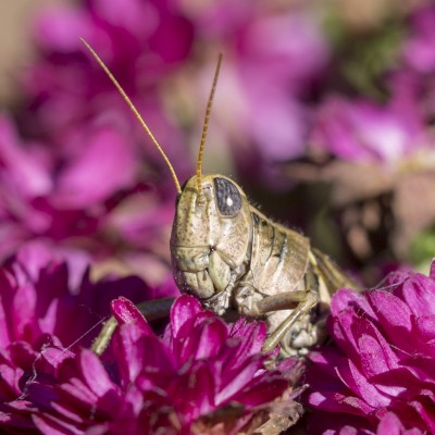 Differential Grasshopper