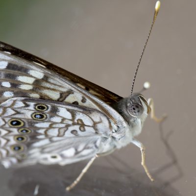 Hackberry emperor butterfly (Asterocampa celtis) - with wings up, lower side color