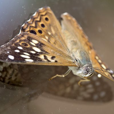 Hackberry emperor butterfly (Asterocampa celtis) - with wings down, upper side color