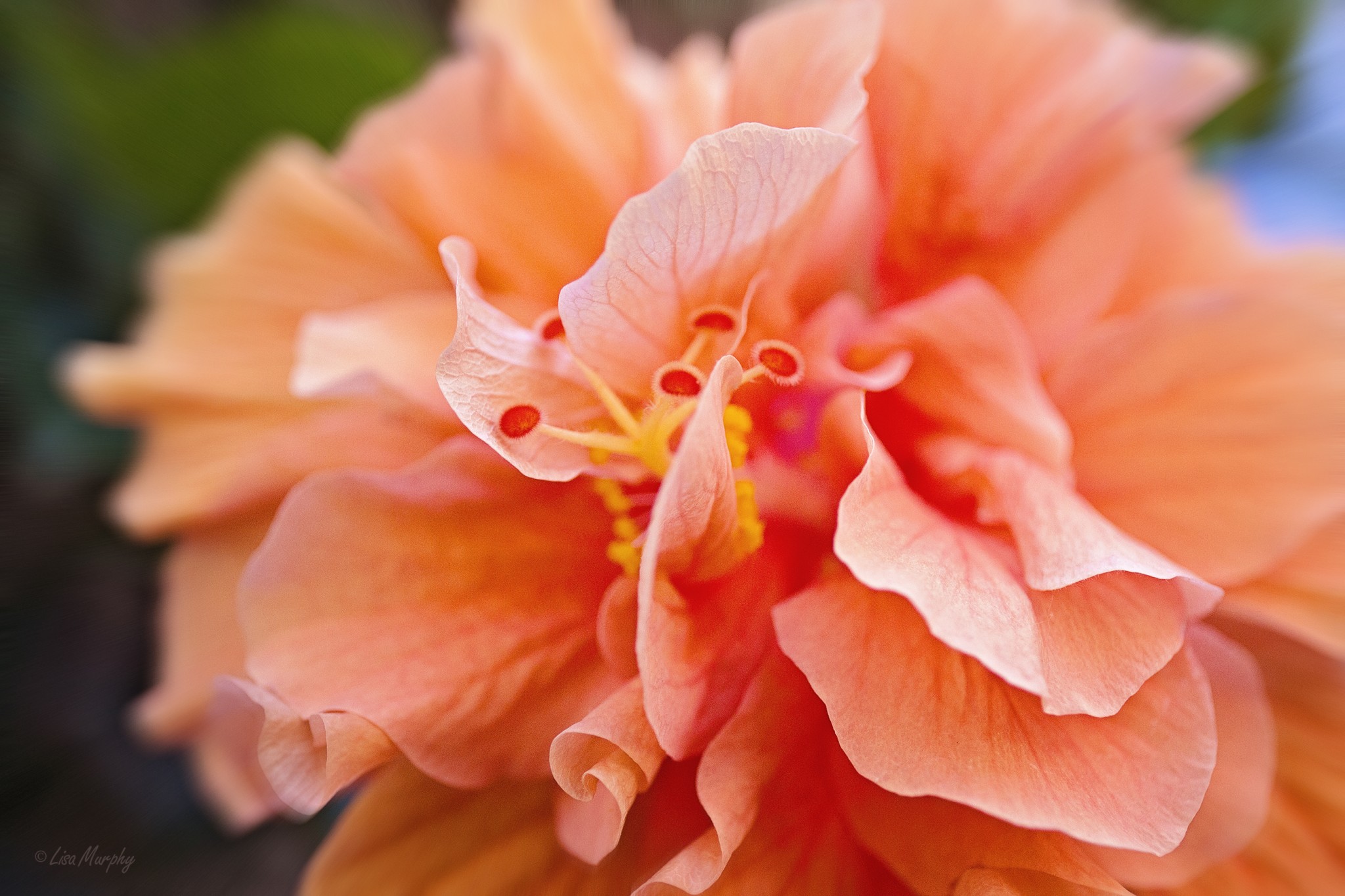 Hibiscus Bloom