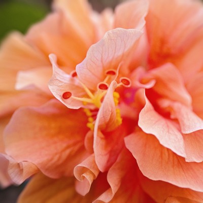 Hibiscus Bloom