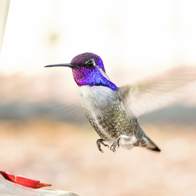 Male hummingbird in Arizona - 2015