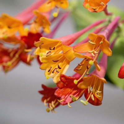 Honeysuckle Flowers