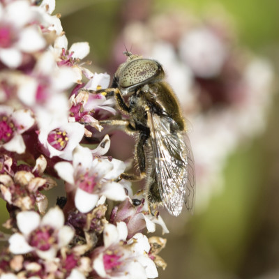 Hoverfly