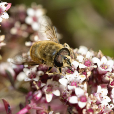 Hoverfly