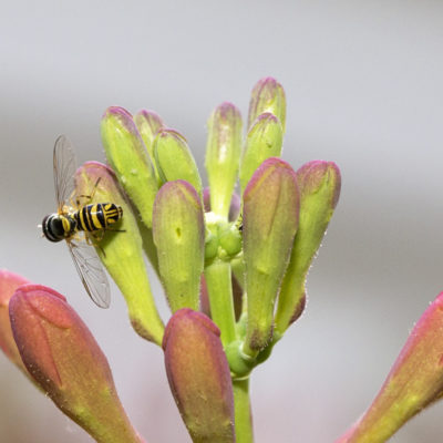 Hoverfly resting on Honeysuckle