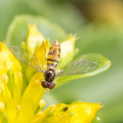 Female Hoverfly