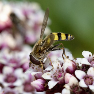 Hoverfly