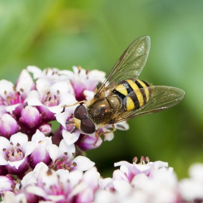 Hoverfly