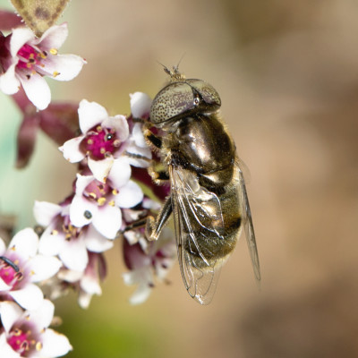 Hoverfly