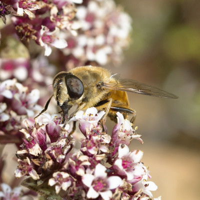 Hoverfly