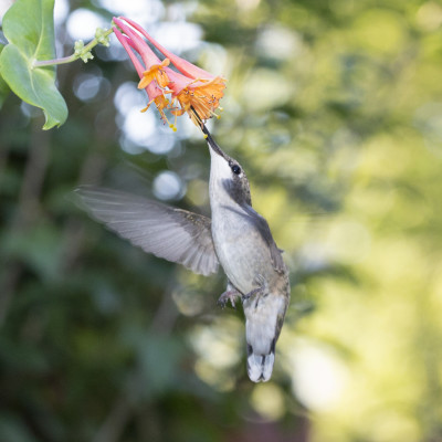 Female Hummingbird, Peoria, IL - 2015