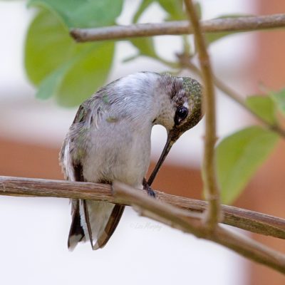 Juvenile male Ruby-throated Hummingbird with an incomplete red gorget.