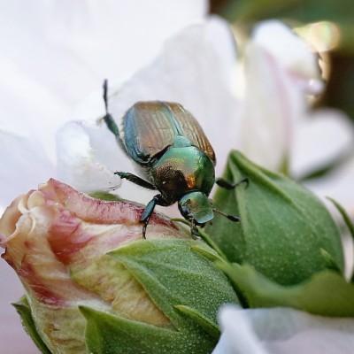 Japanese Beetle