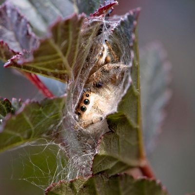 Two Jumping spiders hiding in their nest.