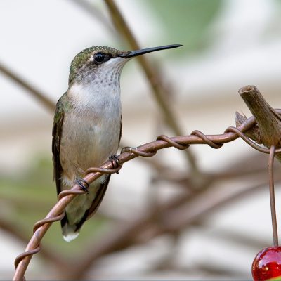 Juvenile male Ruby-throated Hummingbird with an incomplete red gorget.