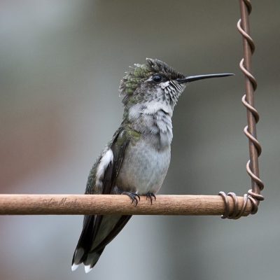 Juvenile Ruby-throated Hummingbird