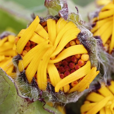 Ligularia bud opening