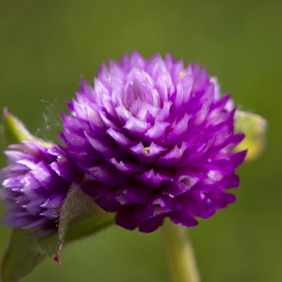 Lil' Forest™ Plum Gomphrena hybrid (globe amaranth)