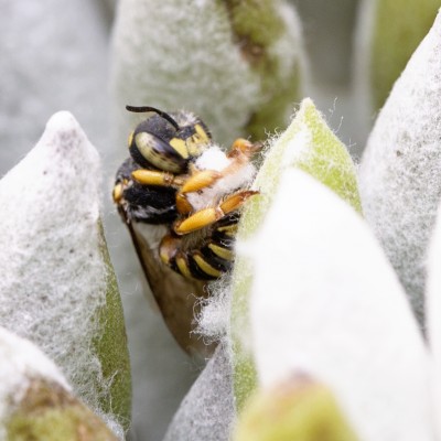 Female, Wool Carder Bee collecting fibers by “carding”—or scraping from my succulent plant.