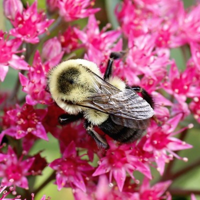 Common Eastern Bumble Bee