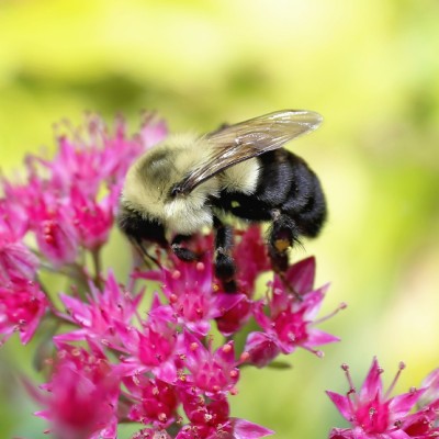 Common Eastern Bumble Bee