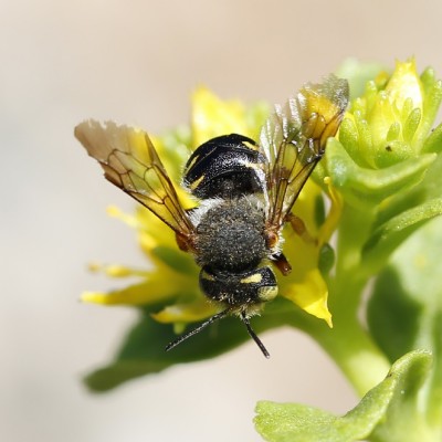 Wool Carder Bee