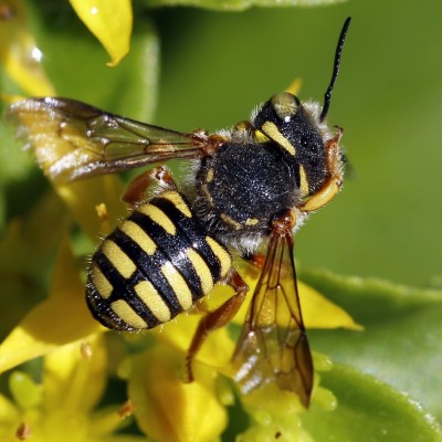 Wool Carder Bee wiping one of his eyes.