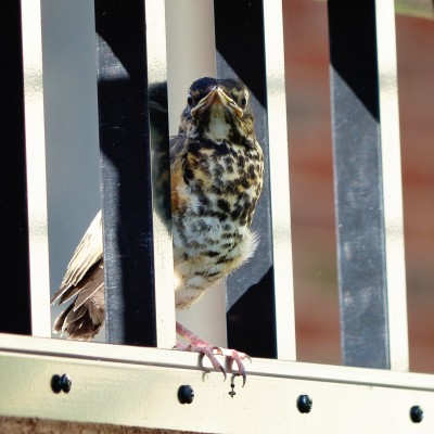 American Robin juvenile