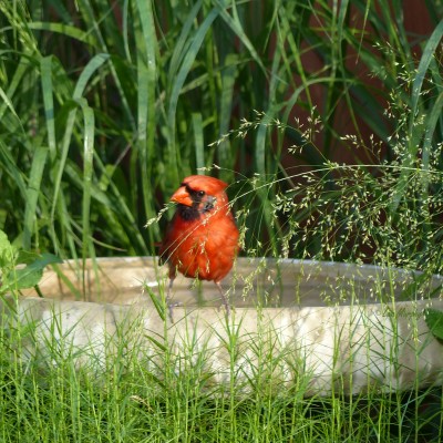 Bird - Cardinal