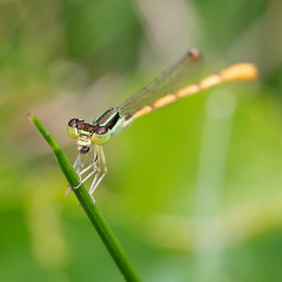 Damselfly - Citrine Forktail (Ischnura hastata)